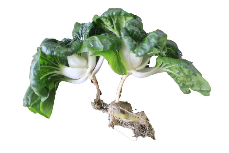 Sayur Naibai
