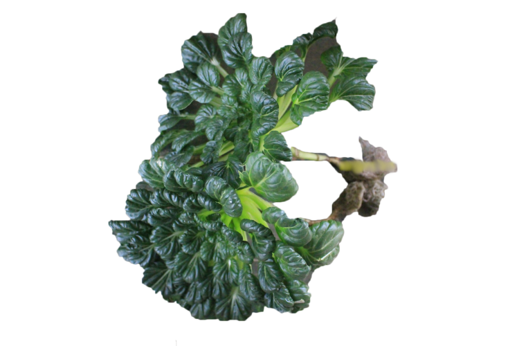 Sayur Pagoda