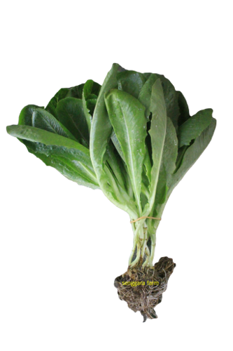 Sayur Selada Romaine